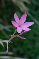 IMG_2171 artsy beautiful flower good green hakone gardens pink